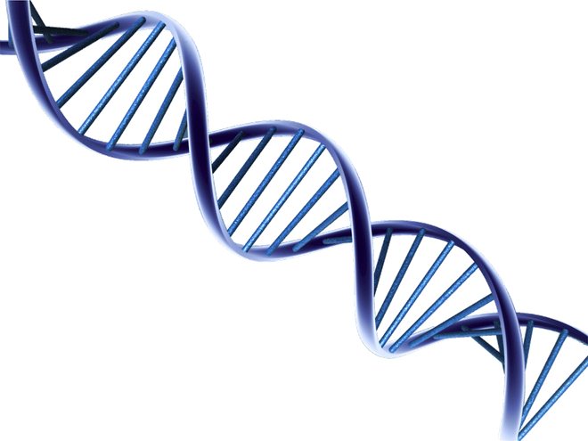 DNA sarmalı