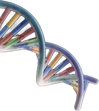DNA sarmalı